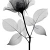 431 Kit com 3 Quadros em Lona Arte Floral