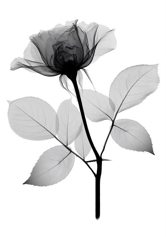 431 Kit com 3 Quadros em Lona Arte Floral