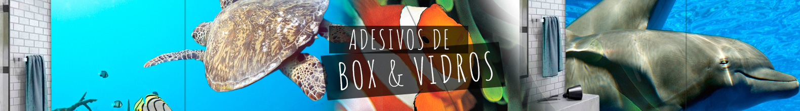 header box e vidros