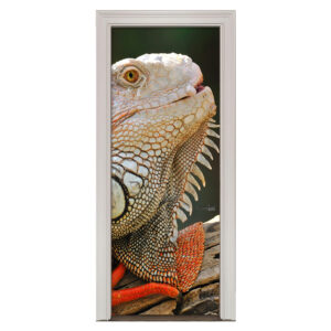 36-1.jpg Adesivo de Porta Réptil Lagarto Cod.36