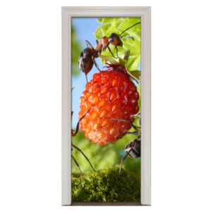 71.jpg Adesivo de Porta Formiga Cod.71