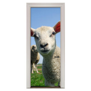 78.jpg Adesivo de Porta Ovelha Cod.78