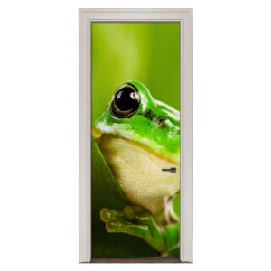 79.jpg Adesivo de Porta Perereca Cod.79